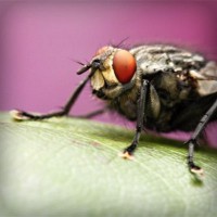 /album/hrigrecolse/photolia-a08-jpg/